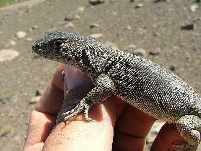 Liolaemus thermarum