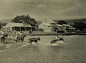 Archivo:Loading Cattle at Kailua, Geography of the Hawaiian Islands (1908)
