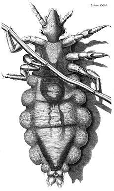 Archivo:Louse diagram, Micrographia, Robert Hooke, 1667