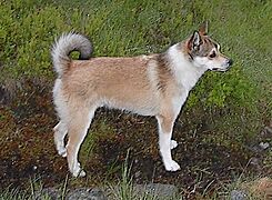 Lundehund-2003
