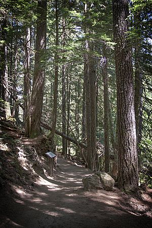 Archivo:MRNP — Grove of the Patriarchs Nature Trail — 001