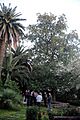 Magnolia de los Duran