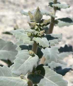 Archivo:Mentzelia leucophylla 3