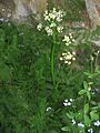 Meum athamanticum01