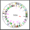 Mycoplasma genitalium