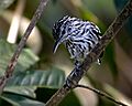 Myrmotherula klagesi - Klages's antwren (male), Anavilhanas, Novo Airão, Amazonas, Brazil 02