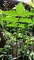 Neem Tree (Azadirachta indica) 4