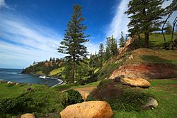 Archivo:Norfolk-Island-Pines