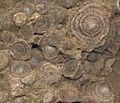 Nummuliten Fossil