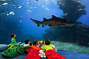 Archivo:Palma Aquarium-Canguro Tiburón