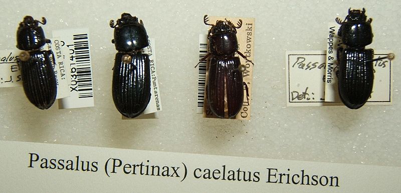 Passalus caelatus sjh