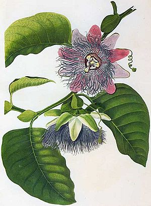 Archivo:Passiflora quadrangularis00