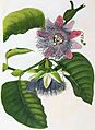 Passiflora quadrangularis00