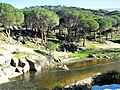 Pinares al lado del río Becedas (afluente del Alberche)