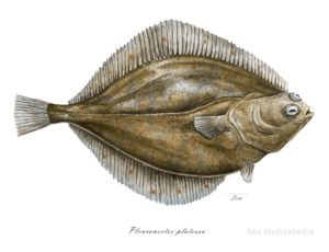 Archivo:Platuxa