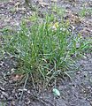 Poa pratensis (Veldbeemdgras plant)