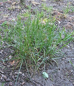Archivo:Poa pratensis (Veldbeemdgras plant)