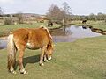 Ponies grazing at latchmore bottom new forest