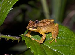 Pristimantis dorsopictus01.jpg