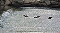 Río Henares (RPS 09-09-2015) Alcalá de Henares, presa de Cayo, patos