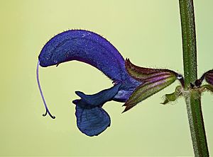Archivo:Salvia pratensis 006