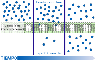 Archivo:Scheme simple diffusion in cell membrane-es