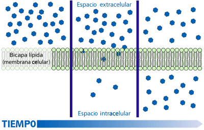Archivo:Scheme simple diffusion in cell membrane-es