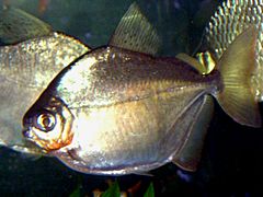 Silver dollar fish Metynnis argenteus