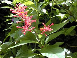 Starr 021122 0008 odontonema strictum.jpg