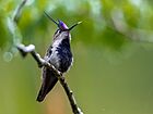 Stephanoxis loddigesii Violet-crester Plovercrest (male); Guapiara, São Paulo, Brazil.jpg