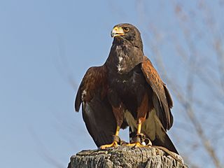 Archivo:TF Wildpark Johannismuehle 03-14 img11