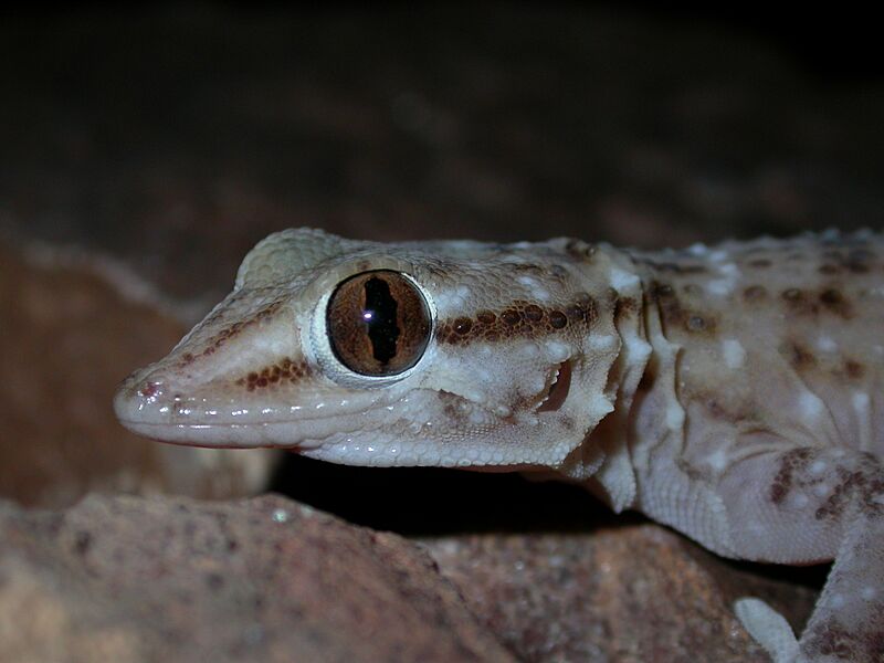Tarentola parvicarinata 12887237