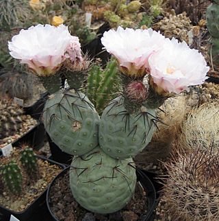 Tephrocactus geometricus 01.jpg