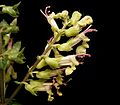 Teucrium scorodonia 08 ies