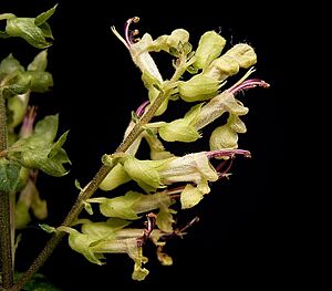Archivo:Teucrium scorodonia 08 ies