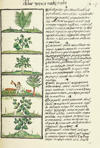 The Florentine Codex- Ethnobotanic Plants II