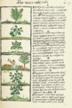 The Florentine Codex- Ethnobotanic Plants II