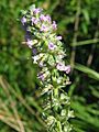 Thymus pulegioides