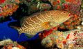 Tiger grouper