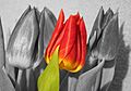 Tulpe farbig