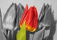 Archivo:Tulpe farbig