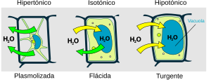 Archivo:Turgor pressure on plant cells diagram-es