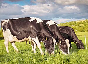 Archivo:Vacas Uriangato