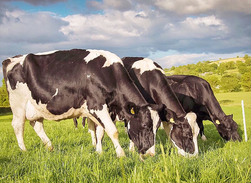 Vacas Uriangato