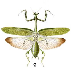 Vates pectinata.jpeg