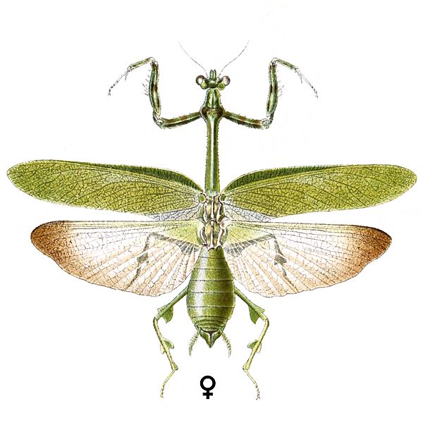 Vates pectinata