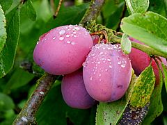 Victoria Plums - geograph.org.uk - 3668177.jpg