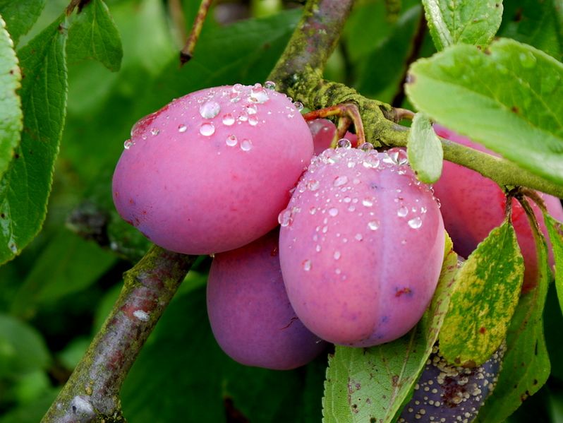 Victoria Plums - geograph.org.uk - 3668177