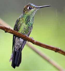 Violet-fronted Brilliant-m.jpg
