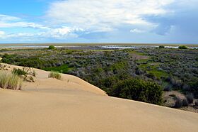 Vista de las marismas del Parque Doñana.jpg